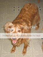 Timberline Oakley