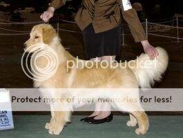 Chien D'Or's Over the Rainbow