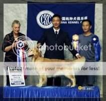 A.C. Dynasty Gold-Feng Happy Gal