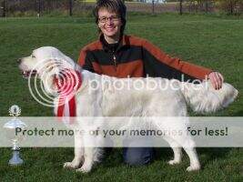 Mitcharron Penny Lane therapy dog with certificate