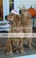Neversink's Hopeful Biskit Neversink's Hopeful Biskit