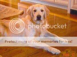 Sunshine Powdermilk Bisquit