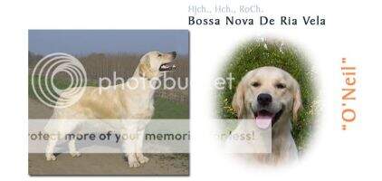 CIE & CIB Bossa Nova de Ria Vela Working res.Working CIE & CIB Bossa Nova de Ria Vela Working res.Working