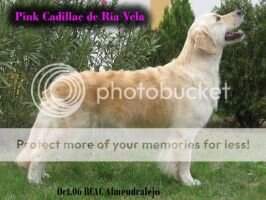 Pink Cadillac de Ria Vela