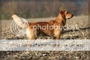 Golden Worker best Finley