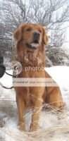 Zaniri's Spicey Chili Pepper SAR Dog