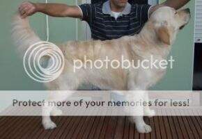 Unic XI de Bagesdog Unic XI de Bagesdog