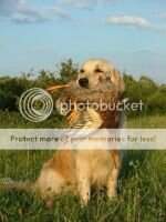 ICH HCh HsCh Rom.GrCh Galans Idill Top retriever 04 (H) Club winner