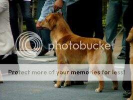 Th. Ch. Golden Army's Faera I Believe in Roxie