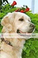 Sandylane Brown Eyes Blue