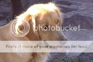 belen of dogville