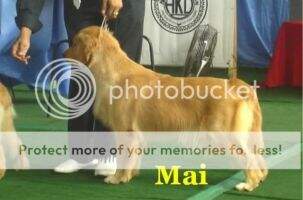 Phil. Grand. Champ. Golden God's Shiva's Regal