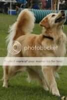 Golden Paws Let Freedom Ring NF CCA