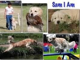 Wild Mtn Heartlight Sam I VER MXC MJC MXP3 MJP3 MXF PADHF CCA