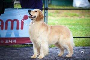 KOR NGT Ch. Golden Tree's King Crimson