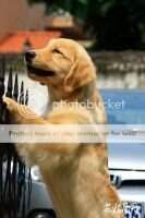Cbady of Air Dog Kennel