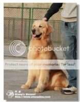 Acola of Golden Resplendence Kennel