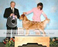 Ch. GingerRun Saquish Golden Pine Mac