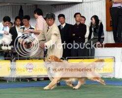 JpCH Mariner Golden JP Dreamy First Boy