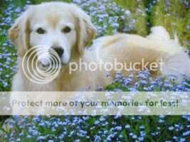 Autumn Grove Face The Promise AKC CCA TDIA THD;