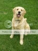 Genuine Ruff N Rowdy Rylee Genuine Ruff N Rowdy Rylee
