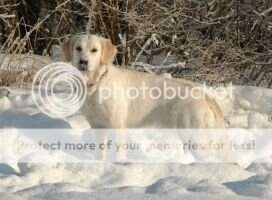 Winterdog's Joy to the World