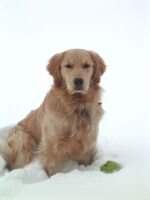 Jacaranda's Snow Lion