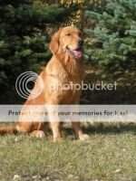 Charmlee's Brody