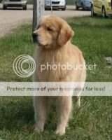 UKC CH Green Acres Summer Sizzle