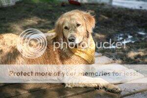 Honey Golden Bear V