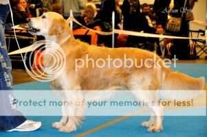 Junior Champion of Kyiv Glint Cezar Golden Dik Kor Junior Champion of Kyiv Glint Cezar Golden Dik Kor