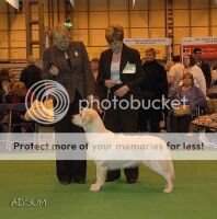 Vanzela Hoo La Baloo at Maunsfield JW Best Puppy Crufts 2008