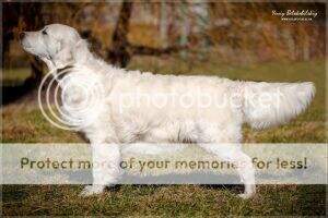 GrChUa Ch BIR Delightful Creature GrChUa Ch BIR Delightful Creature