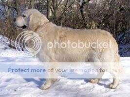GrChUa Md Tramin Winnie-the-Pooh