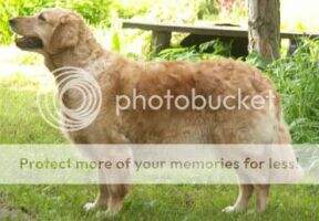 Rkf Erona Gold Retriver