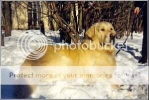 Nat.Retriever Club CH RAPPORTDEOR SHISHKA Nat.Retriever Club CH RAPPORTDEOR SHISHKA