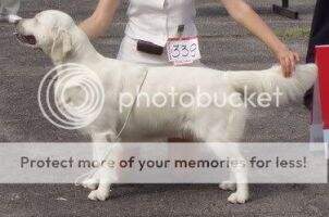 Ch Ch UA Mol Ru Bel RKF VICTORIA'S SECRET ROYAL FLASH