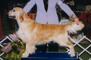 Aust. Ch. Beaucroft Whatabout Me