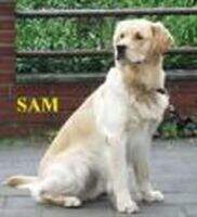 Gentleman Golden Boy vom Beecker Schlosschen