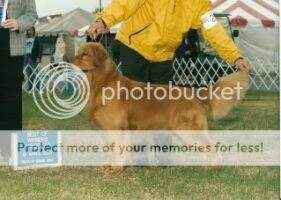 Unicoi Showtime's Irish Tiger