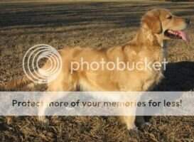 Crarae Flea Flicker