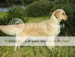 GrandChBLR BLR JChBLR Rus Breed Ch Kanrit Daly Full Passion
