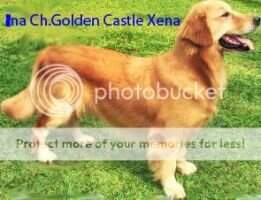 Ina. Ch. Golden Castle's Xena Ina. Ch. Golden Castle's Xena
