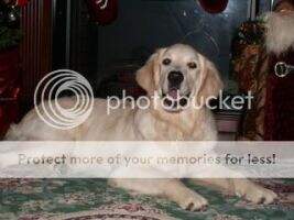 Willowbec's Koda