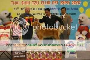 BPIS INA TH Ch Golden Castle's Amber BPIS INA TH Ch Golden Castle's Amber