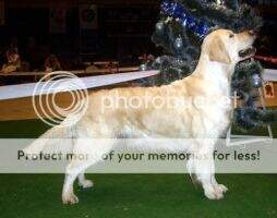 Grand Champion BLR BLR JChBLR Alma (Karvin Trendsetter x Zunda Auksine Viltis)