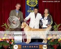 PRC-Ch Goldenline's Lancy PRC-Ch Goldenline's Lancy