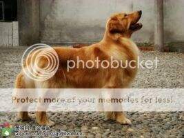 Care Of Goldenline Kennel