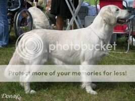 Jun. Champ. PL, Champ. PL,Vet.Ch.Pl DYSKRECJA Zloto z Wyspy Jun. Champ. PL, Champ. PL,Vet.Ch.Pl DYSKRECJA Zloto z Wyspy
