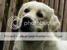 Beautiful Dream du domaine de la Bricinesse